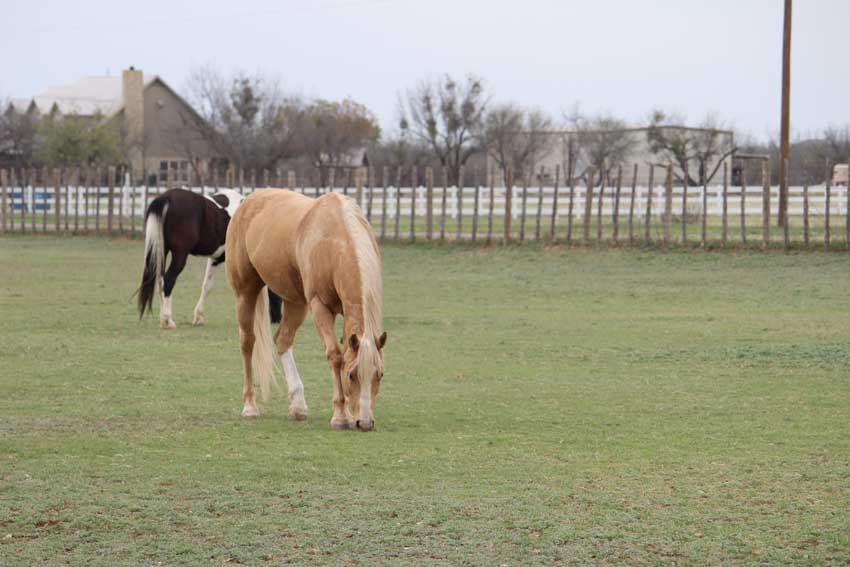 Outdoor arena and pasture