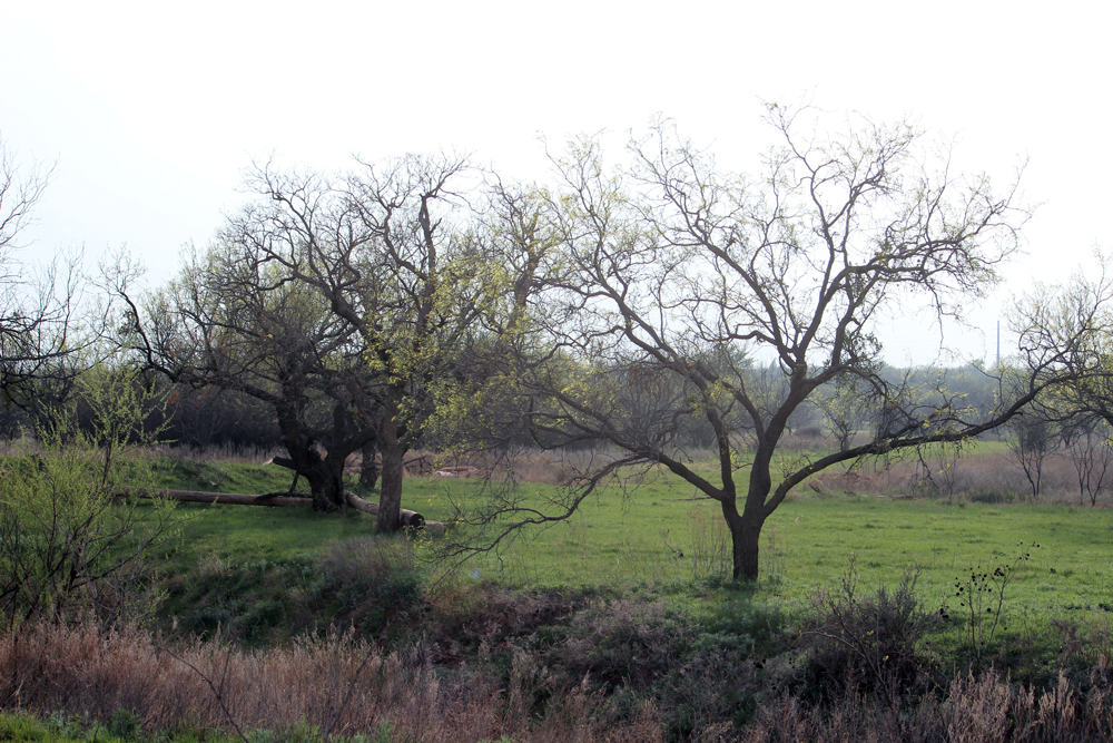 Trail ride through West Texas brush